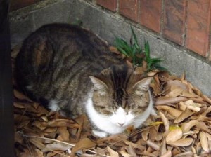 Smiths, new kitties 080